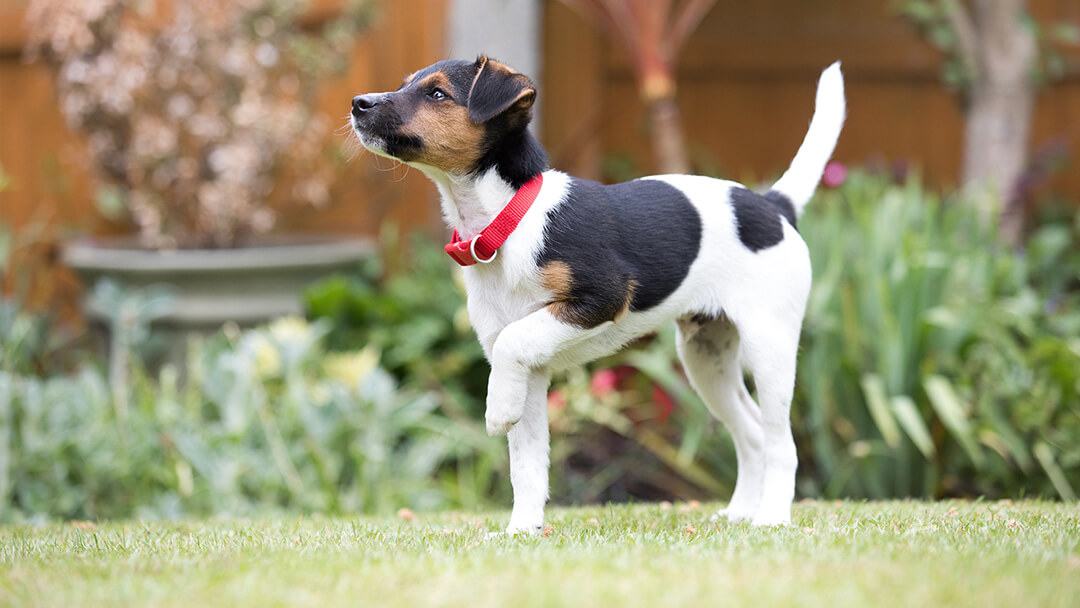 cachorrinho feliz lá fora na relva