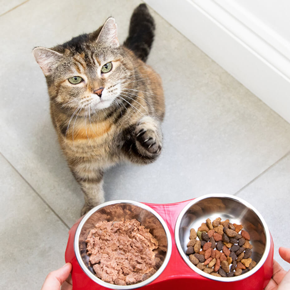 gato a olhar para comida