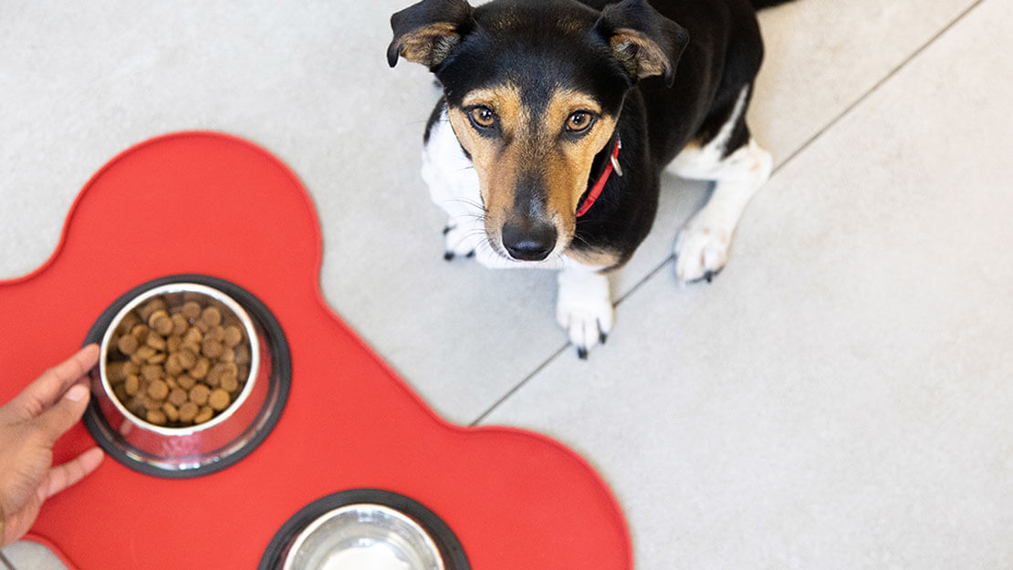 Produtos PURINA: ração para cão