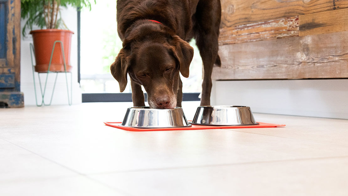 Produtos PURINA: Dieta para cão com insuficiência renal