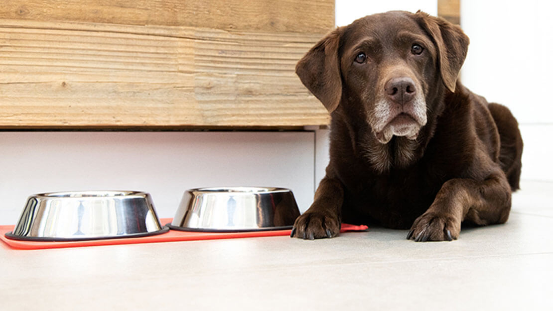 Produtos PURINA: ração para cães seniores