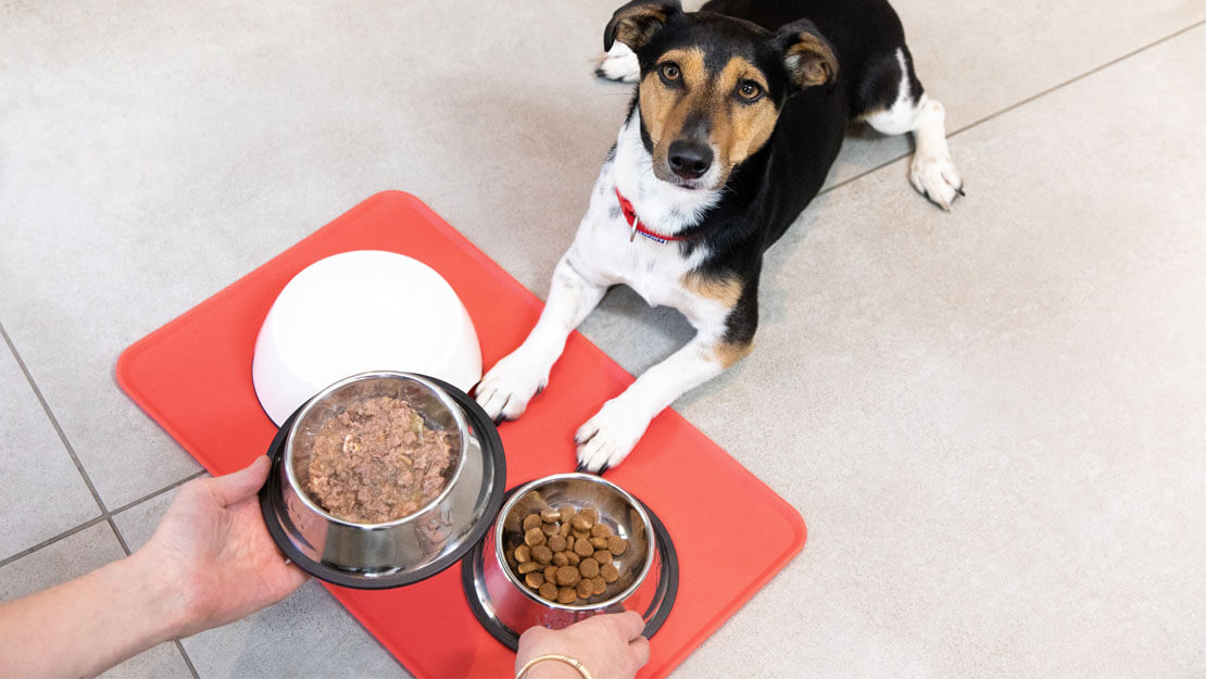 Produtos PURINA: comida húmida para cães