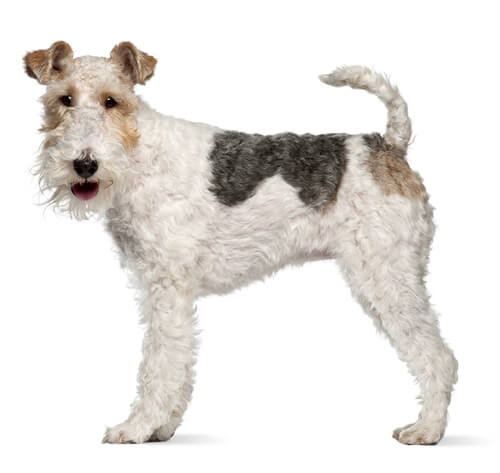 Fox Terrier de pelo Cerdoso - Raças de Cão | PURINA