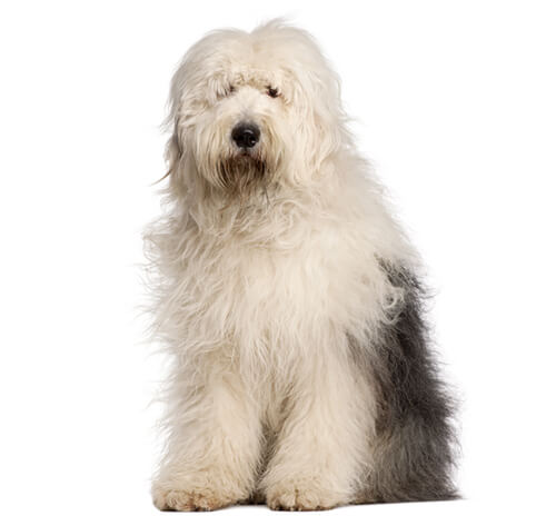 Cachorros Antiguo Pastor Ingles  Old english sheepdog, Animals, Old english