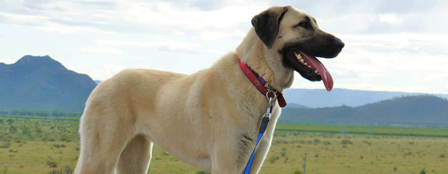 Cachorro parado em campo com montanhas ao fundo