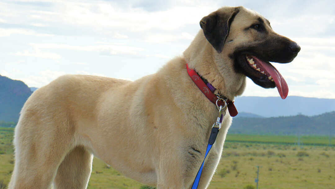 Cachorro parado em campo com montanhas ao fundo