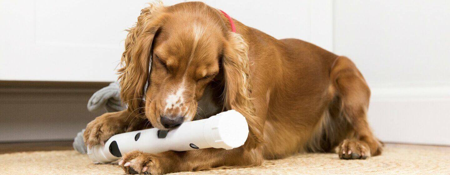 Spaniel castanho a brincar com brinquedo, deitado.