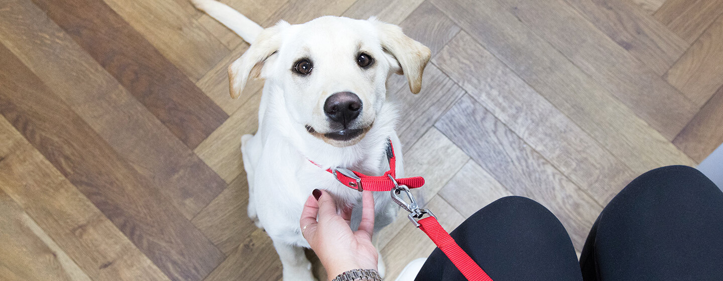 cachorrinho olhando para o dono na sala de espera do veterinário