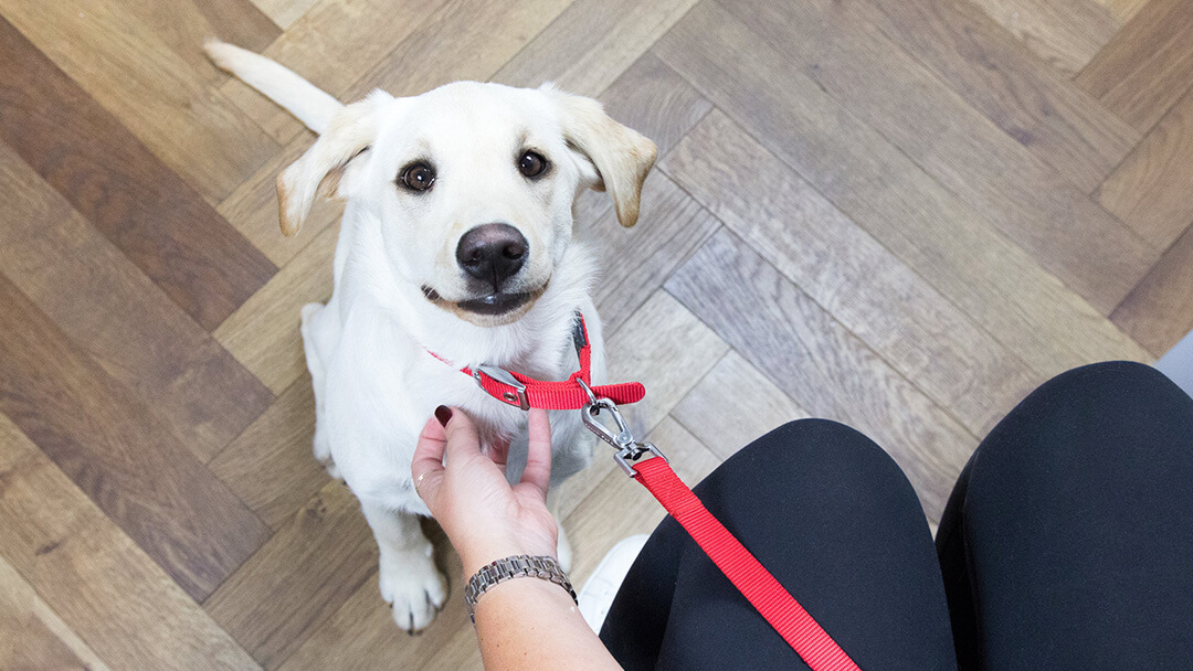 cachorrinho olhando para o dono na sala de espera do veterinário