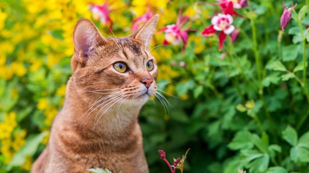 Há animais de estimação fofinhos a precisar de ajuda!