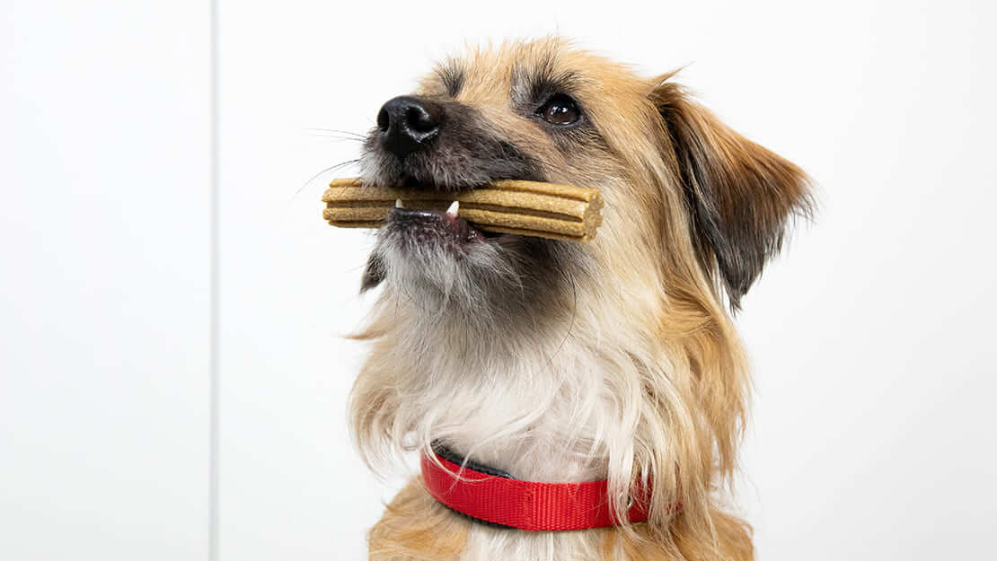Produtos Purina: snacks para higiene oral dos cães
