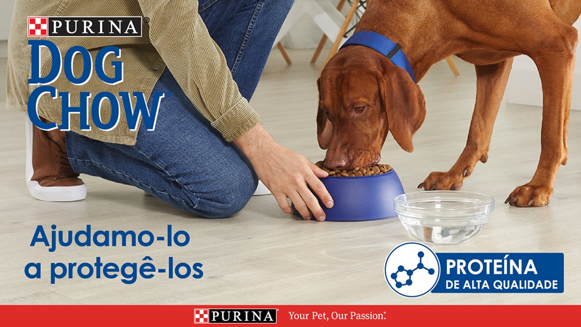 Ração seca para cão dog chow