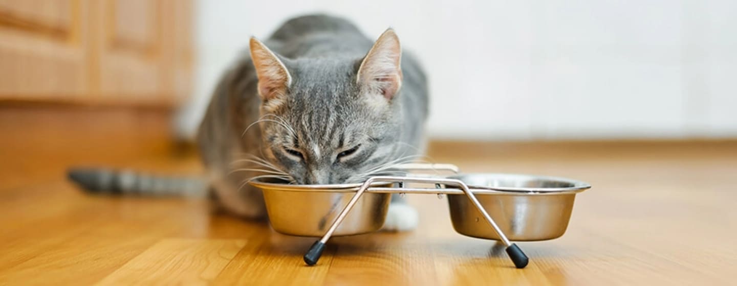 Como alimentar uma gata grávida?