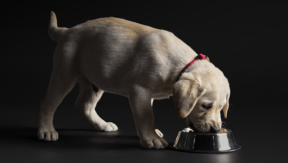 Filhote de labrador a comer de uma tigela