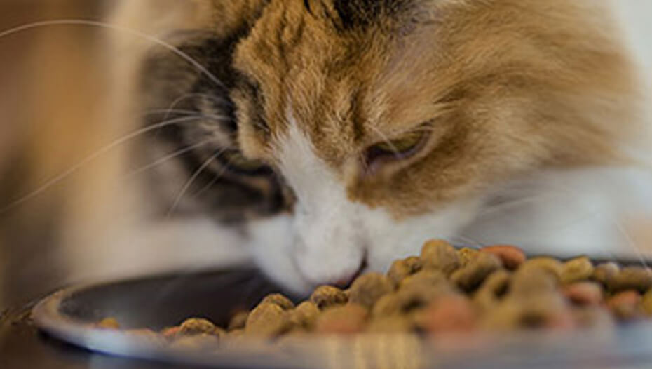 Gato de tartaruga a comer tigela de comida