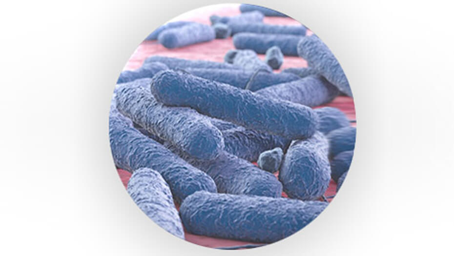Bactérias pré-bióticas