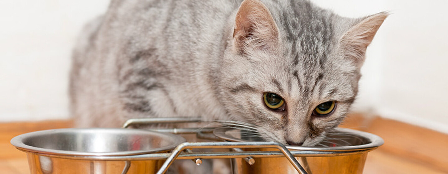 gato cinza comendo de uma tigela