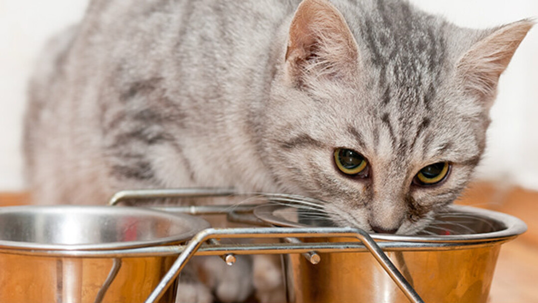 gato cinza comendo de uma tigela