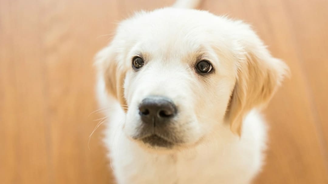 Como alimentar o cachorro