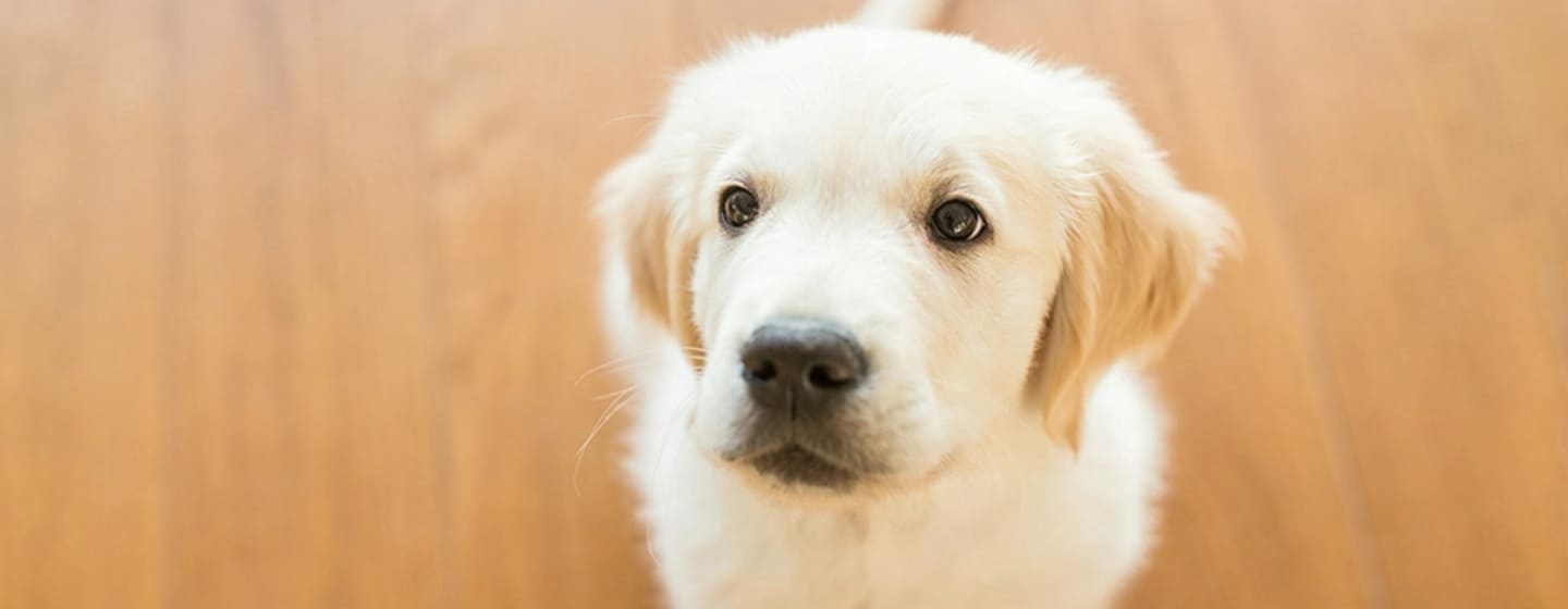 Os cães podem comer peru?