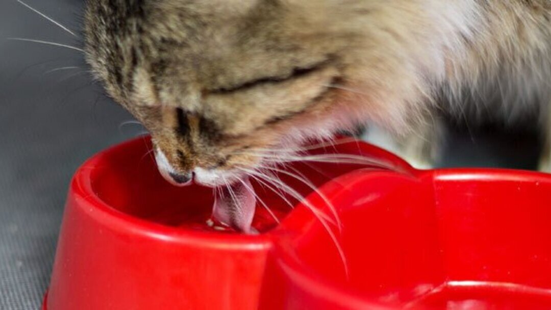 Escolher tigelas de água para o gato