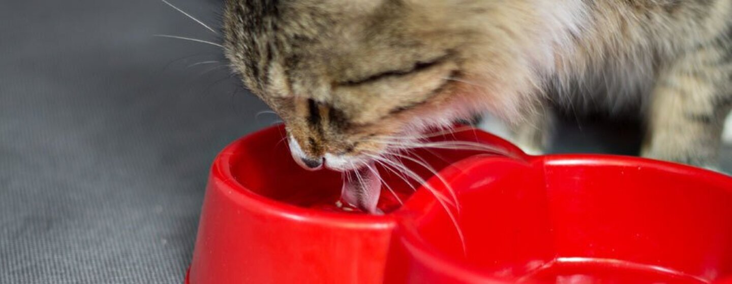 Escolher tigelas de água para o gato