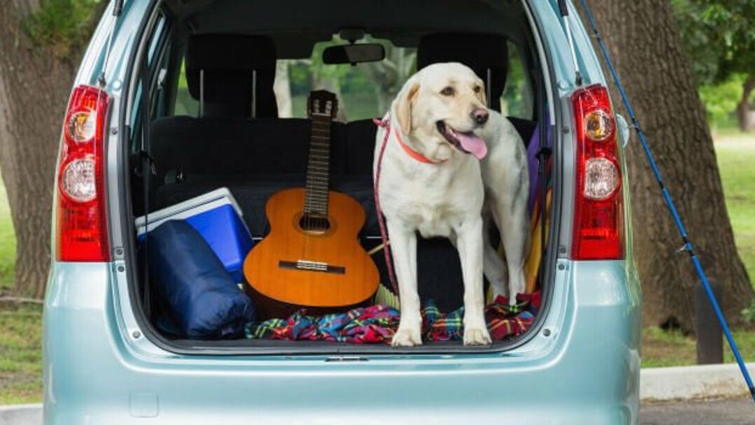 Viajar com cão no carro