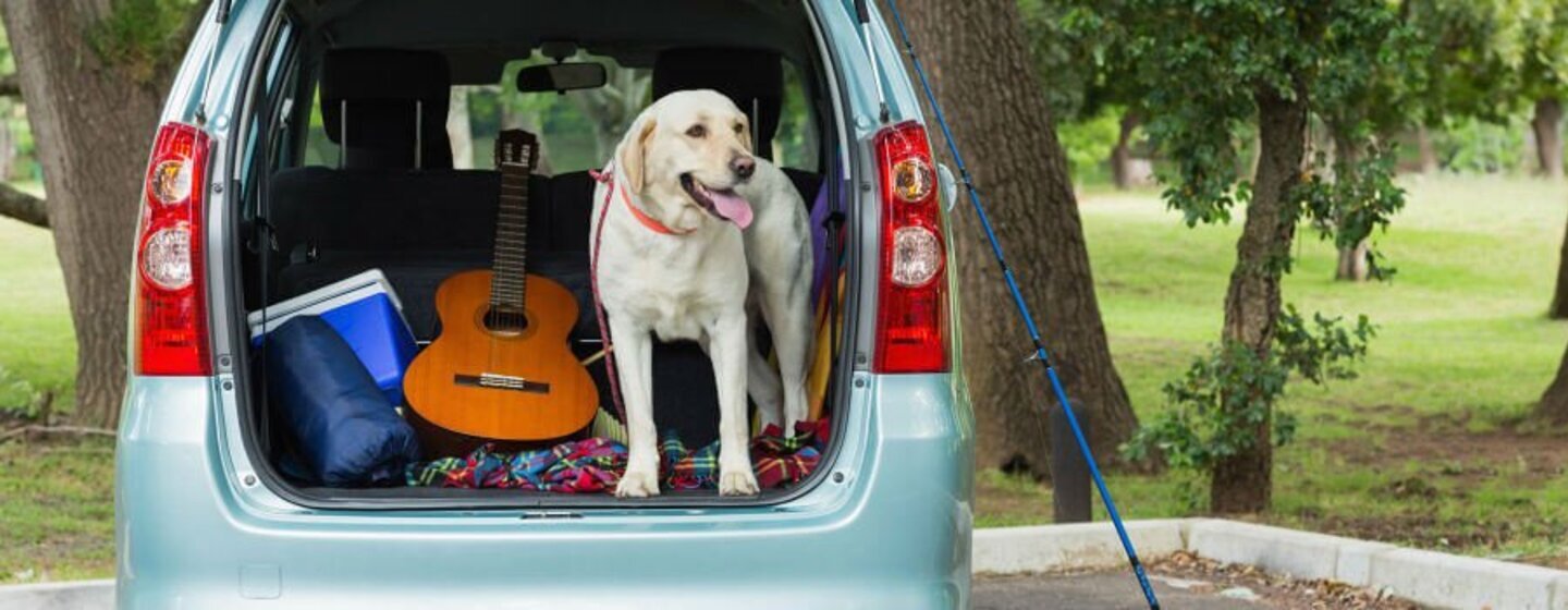 Viajar com cão no carro