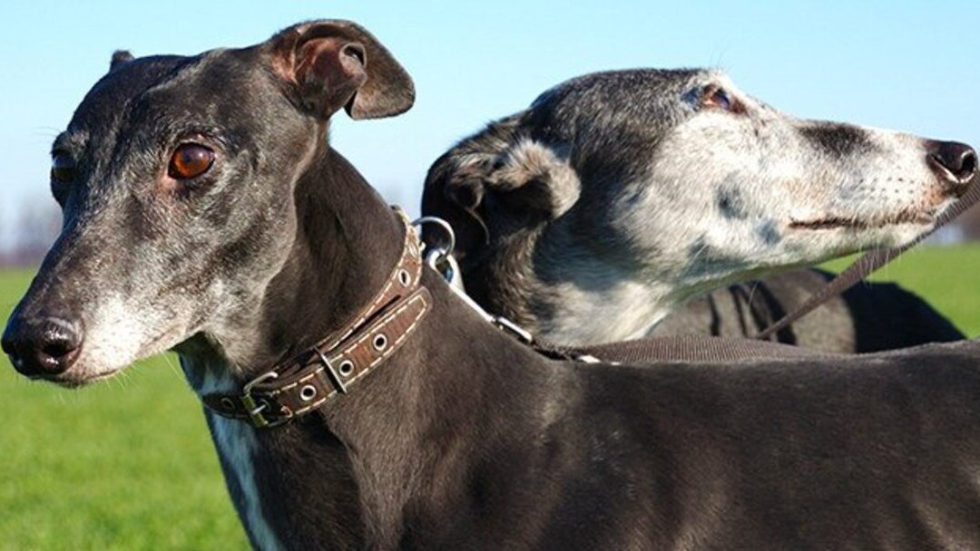 Cuidar dos Galgos