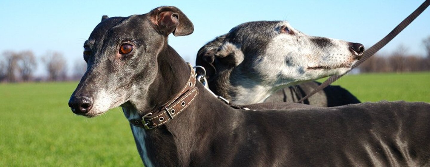 Cuidar dos Galgos