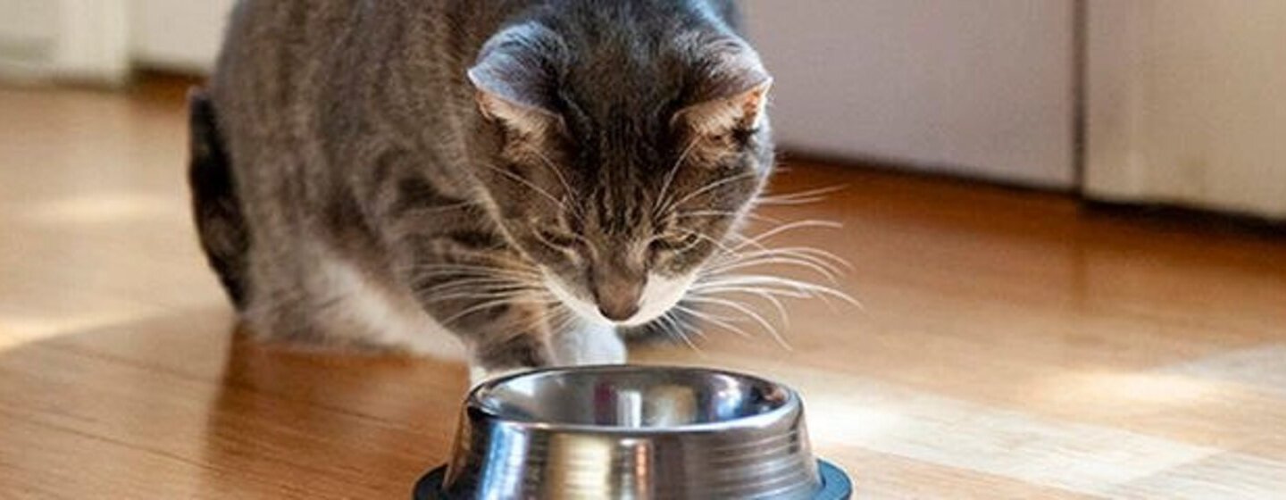 7 cuidados que deve ter ao alimentar um gatinho
