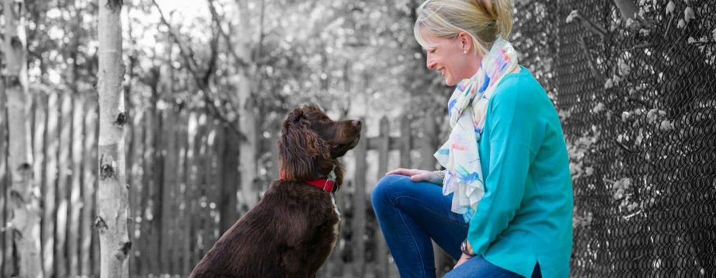 Cão que está sempre a pedir atenção