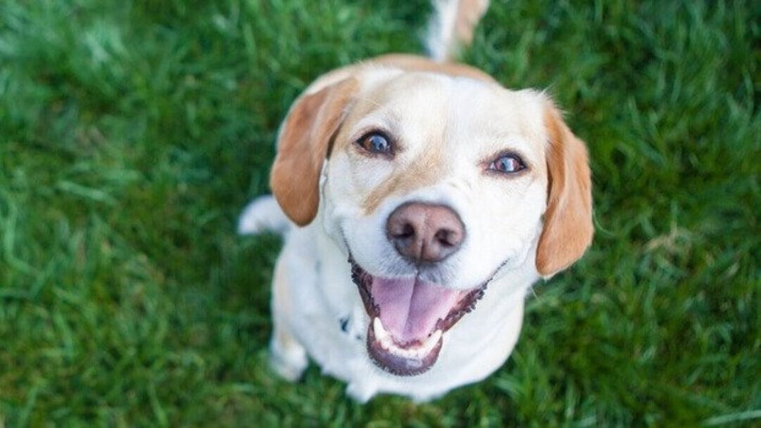 Os cães conseguem rir ou sorrir