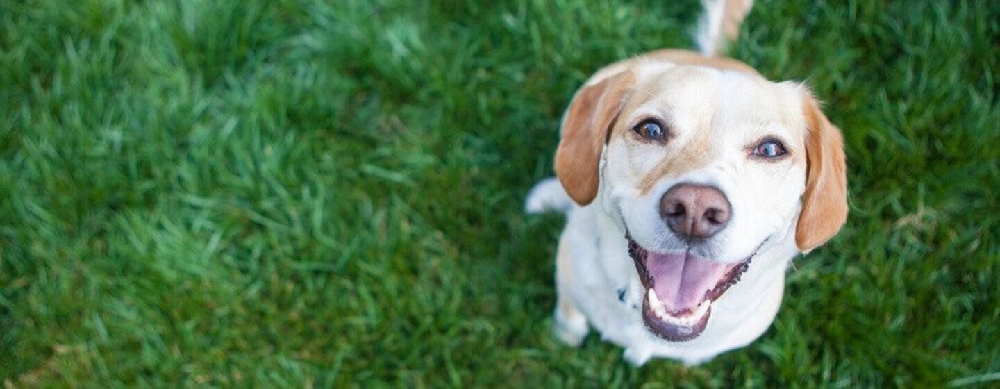 Os cães conseguem rir ou sorrir