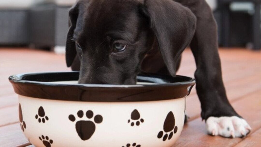 cães podem comer laranja