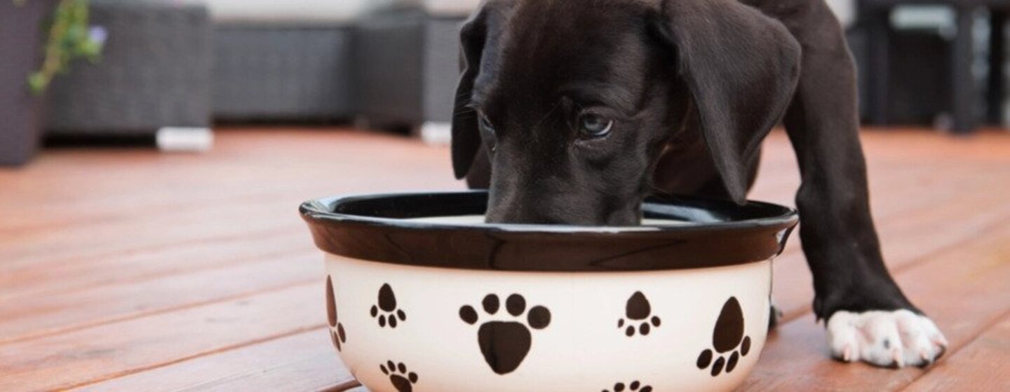 cães podem comer laranja