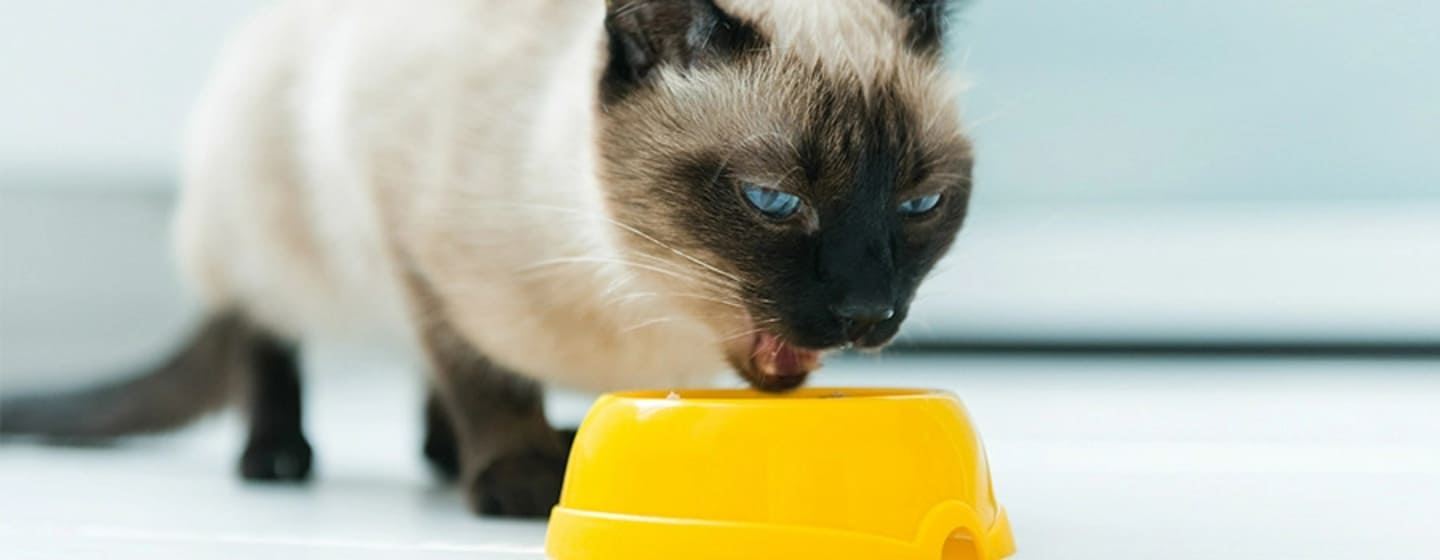 Gato siamês comendo