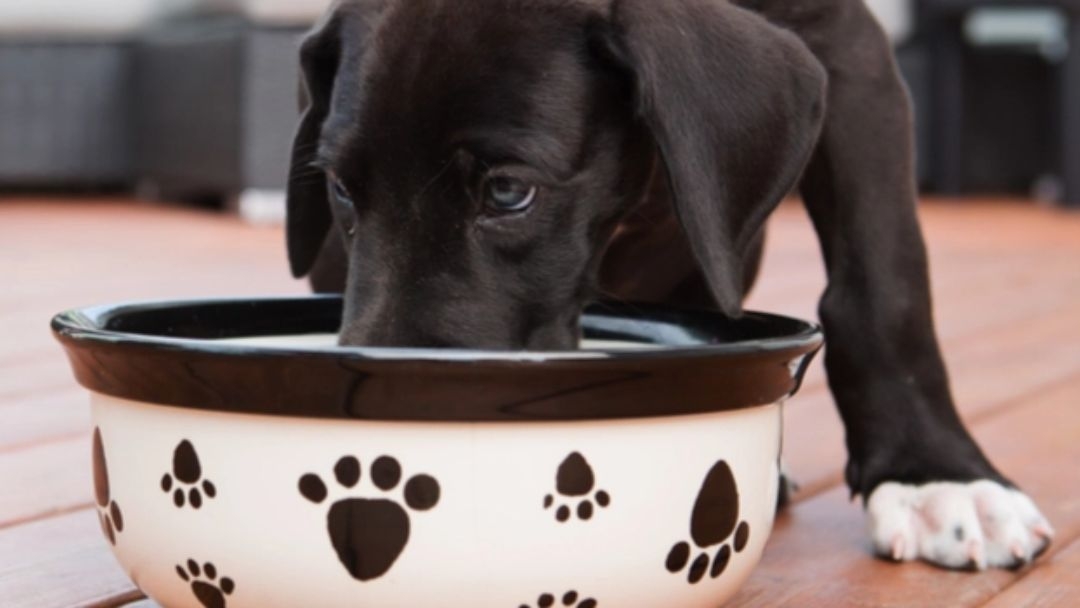 Os cães não podem comer uvas ou passas