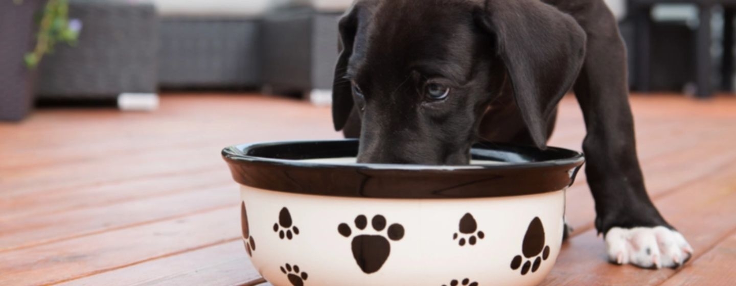 Os cães não podem comer uvas ou passas