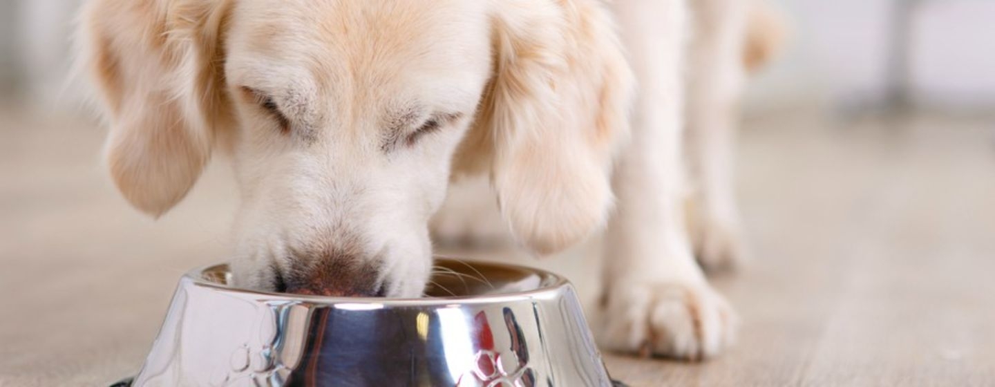 Os cães podem comer iogurte