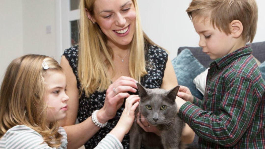 Mudar de casa com o seu gato