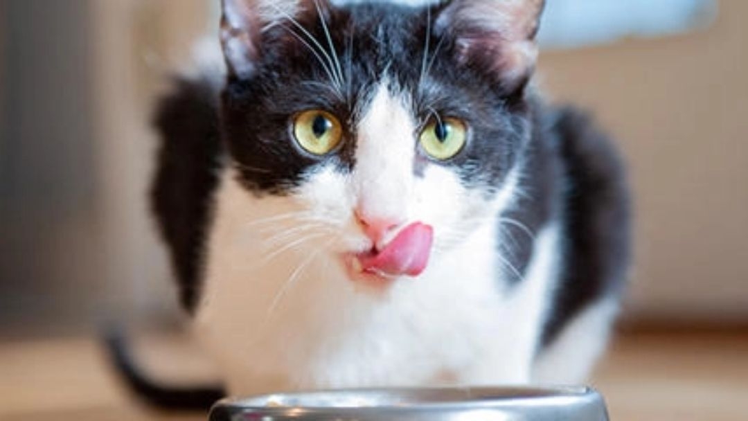 Que quantidade de comida húmida para gato deve dar