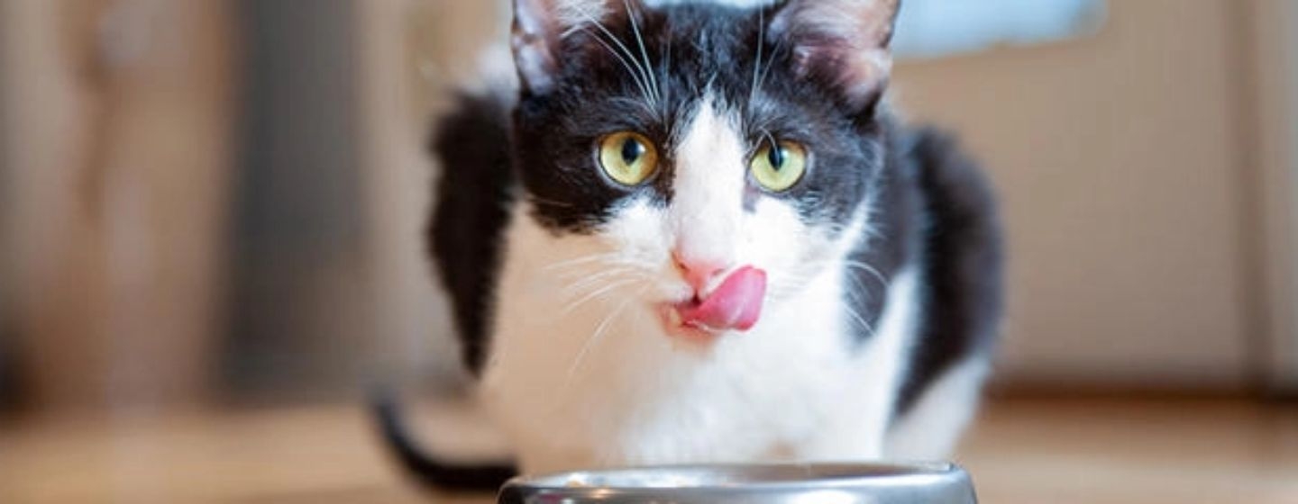 Que quantidade de comida húmida para gato deve dar