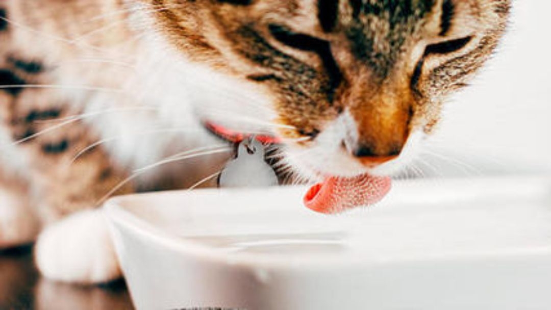 Gatos bebem água