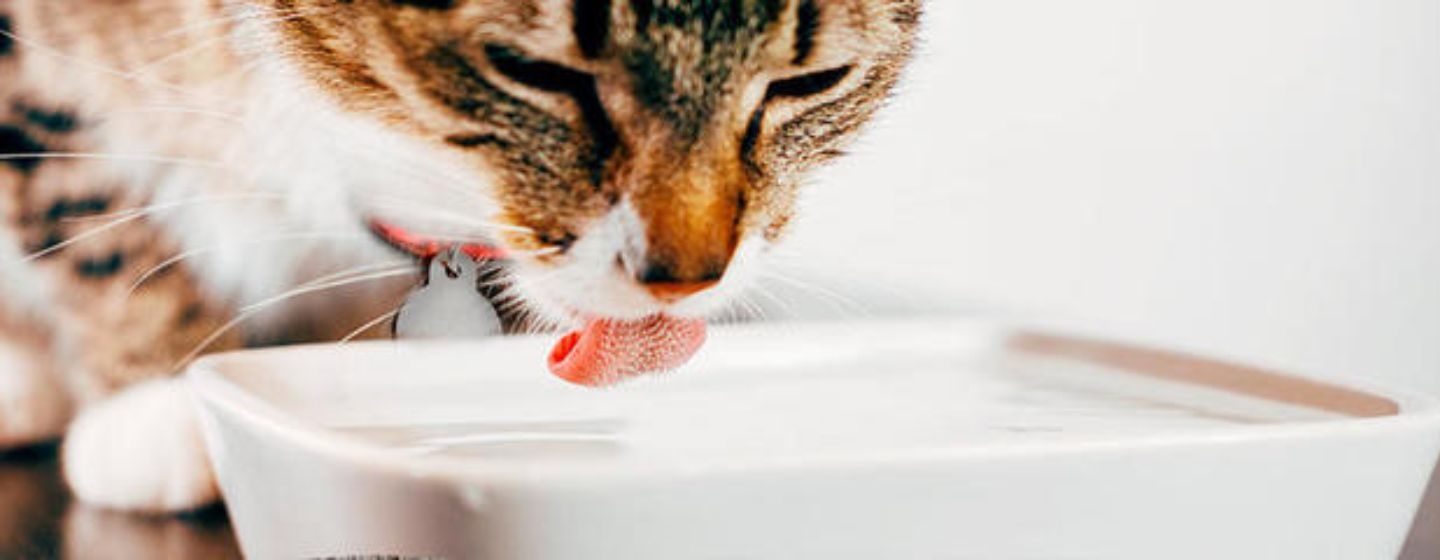 Gatos bebem água