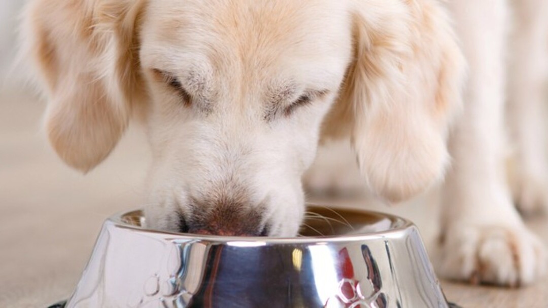 Cachorro a comer na tigela