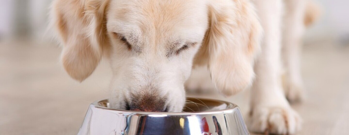 Cachorro a comer na tigela