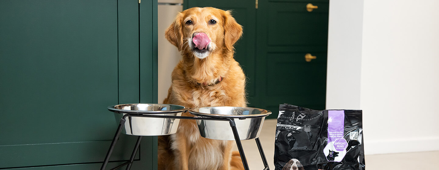 golden retriever sênior pronto para comida