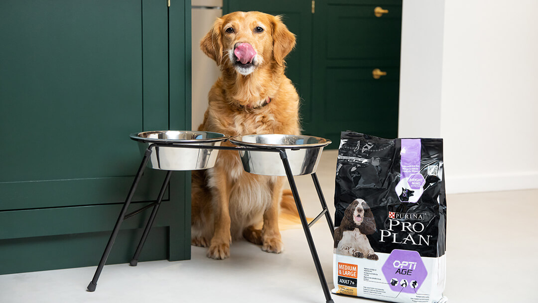 golden retriever sênior pronto para comida