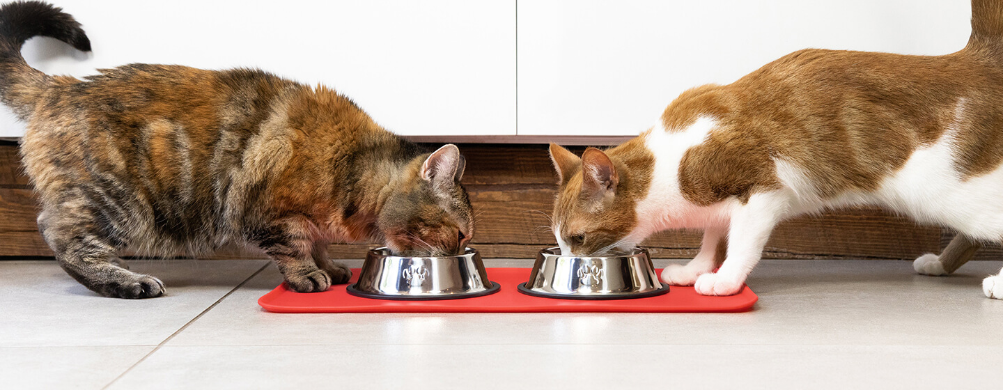 Dois gatos a comer de uma tigela